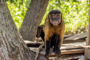 Capuchin monkey perched on a rope in a wooded enclosure